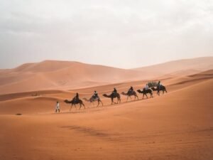 Photo Of Camels On Dessert